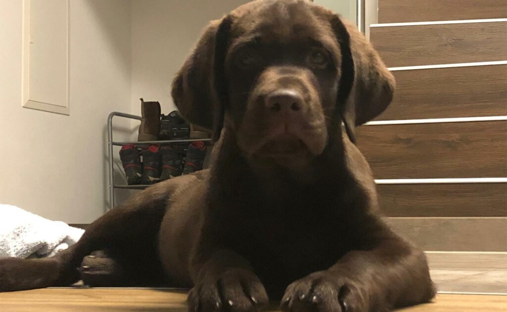 Labrador Rüde 11 Wochen alt