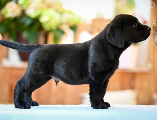 X-Wurf: Labrador Retriever Welpen 2024