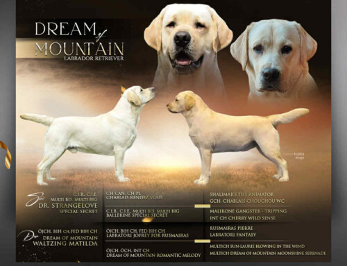 Wurfplanung Winter 2025