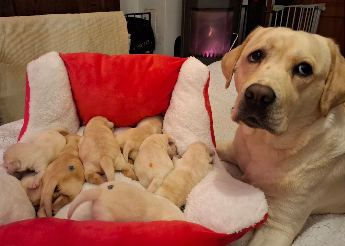 Wurfplanung Labradorzucht DreamOfMountain im Burgenland